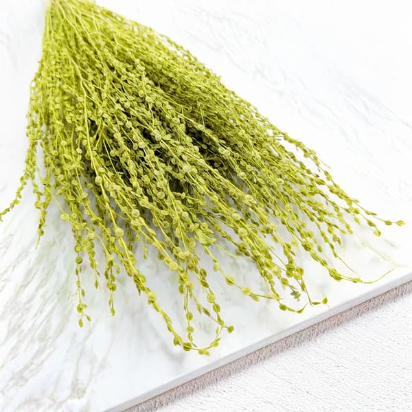 Lepidium (Lepidium sativum) - Lysegrøn