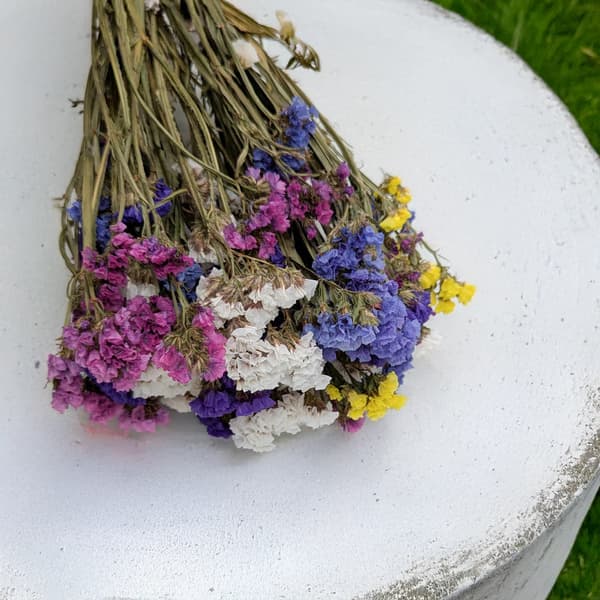 Zatrwian Wrębny - Limonium sinuatum - MIX