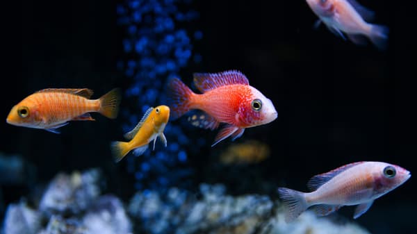 Akvarieovertræk 40x25 sort + LED-belysning HVID + BLÅ