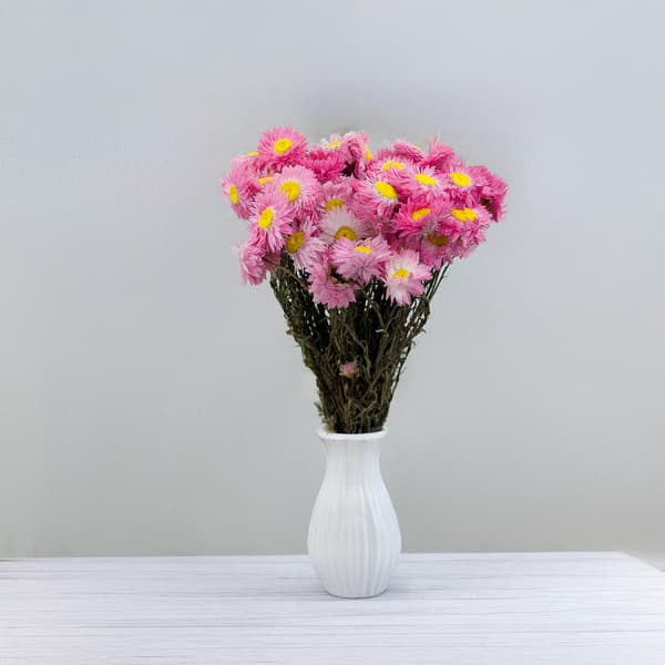 Torkad Suchlin - Suchołuska - (Acroclinium) - Rosa