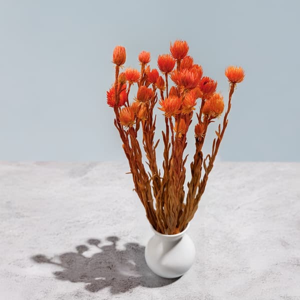 Kaapsblomst - Phaenocoma prolifera - (Kap-halmblomst) - Orange