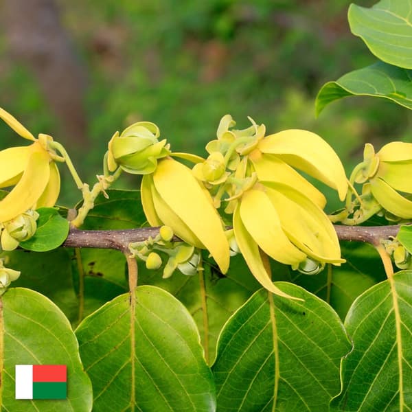 YLANG-YLANG ÆTERISK OLIE TIL LUFTFUGTIGER
