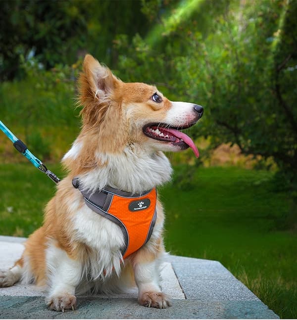 ASTRO orange sele för hundpromenader, storlek S