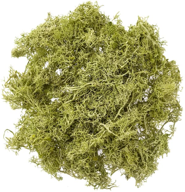 Dekorativ renmossa naturgrön 30g