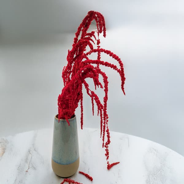 Stabiliseret amarant - Amaranth - Rød