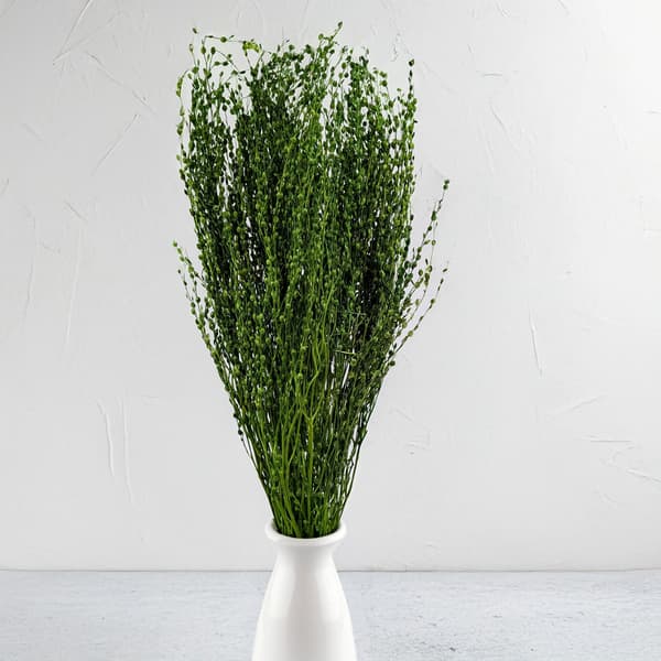 Lepidium (Lepidium sativum) - Pullonvihreä