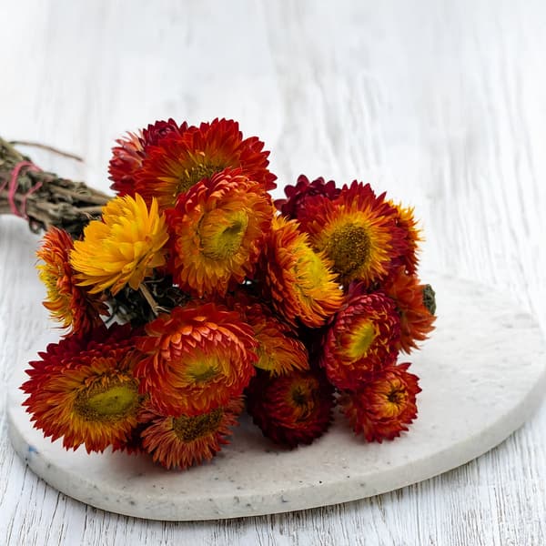 Tørret Helichrysum - (Helichrysum) - Appelsin