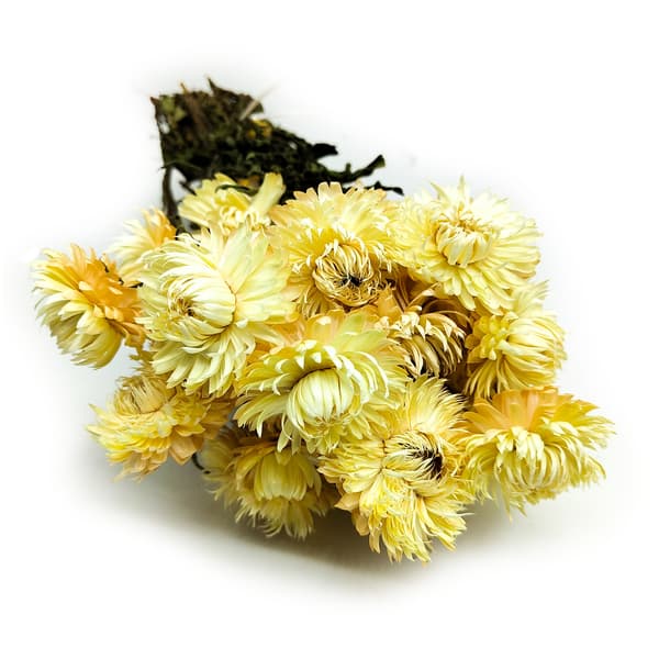 Tørret Helichrysum Granvia® - (Helichrysum Granvia®) - Strå