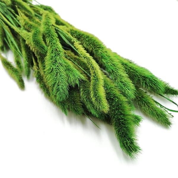 Setaria Stabiliseret Rævehale - (Setarea) - Grøn