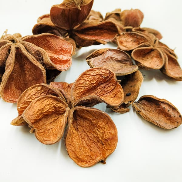 Land Lotus Natural - 10-pack