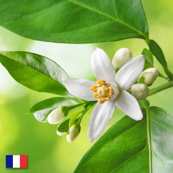 Neroli æterisk olie 30ml