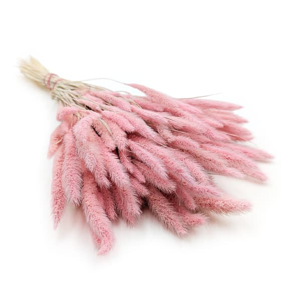 Setaria (Setarea) Pink - kukkakimppu