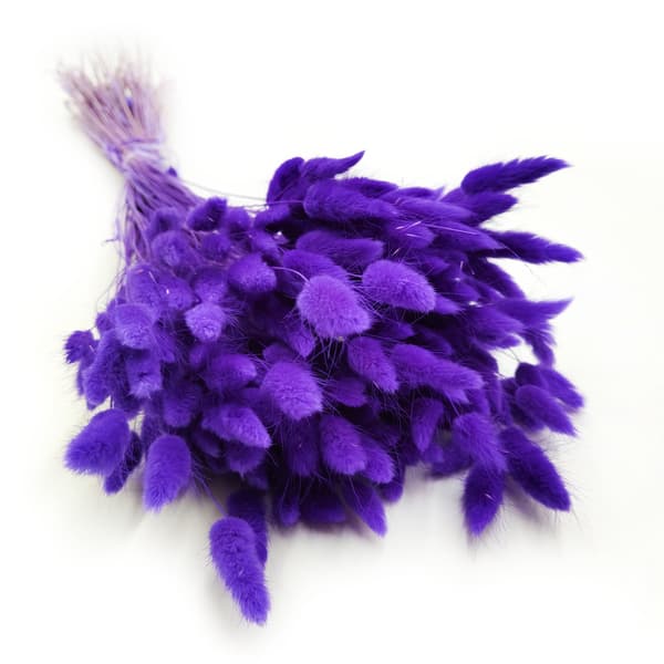 Torkad Lagurus - Lagurus ovata - ultraviolett