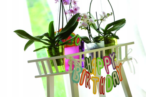 Coubi rund blomkruka, transparent, 14,7x12,5cm