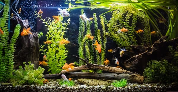 LED-lysstofrør 5630 akvarium 90cm I