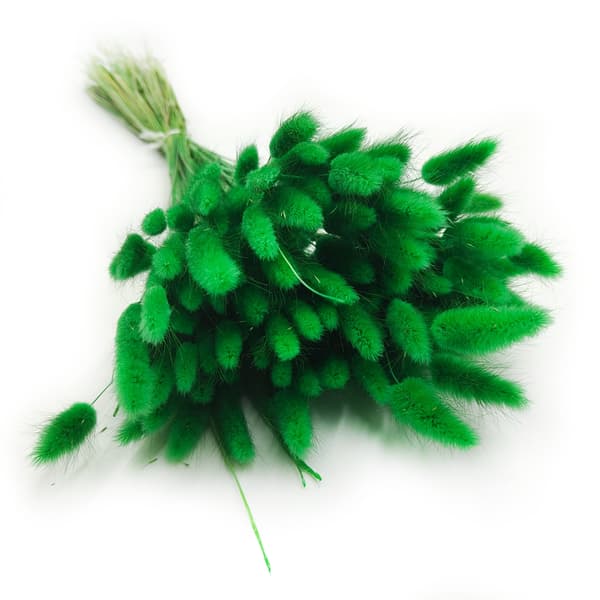 Tørret Lagurus - Lagurus ovata - grøn