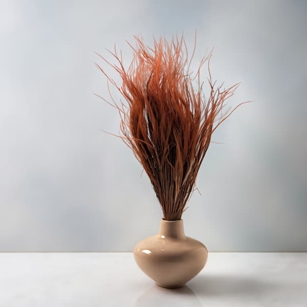 Tørret Stipa - Stipa pennata - Chokolade