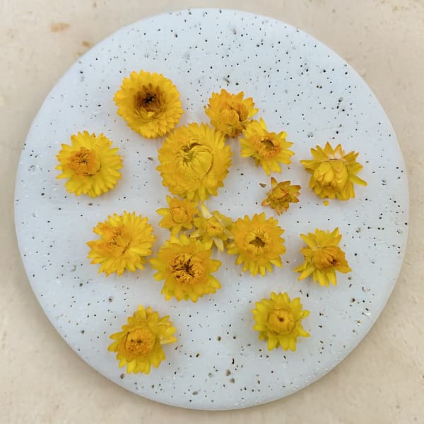 Tørrede Helichrysum - Hoveder - (Helichrysum) - Gule