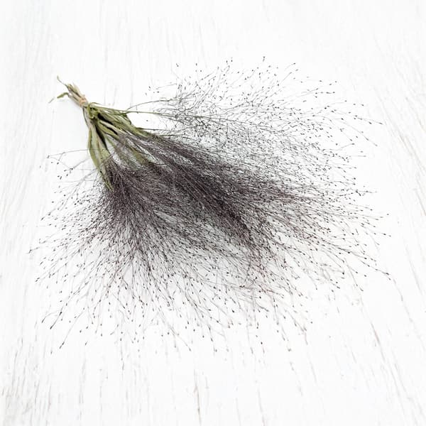 Switchgrass (Panicum virgatum) - Luonnollinen