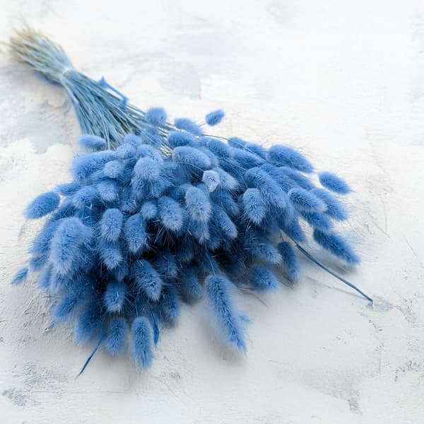 Tørret Lagurus - Lagurus ovata - Azure
