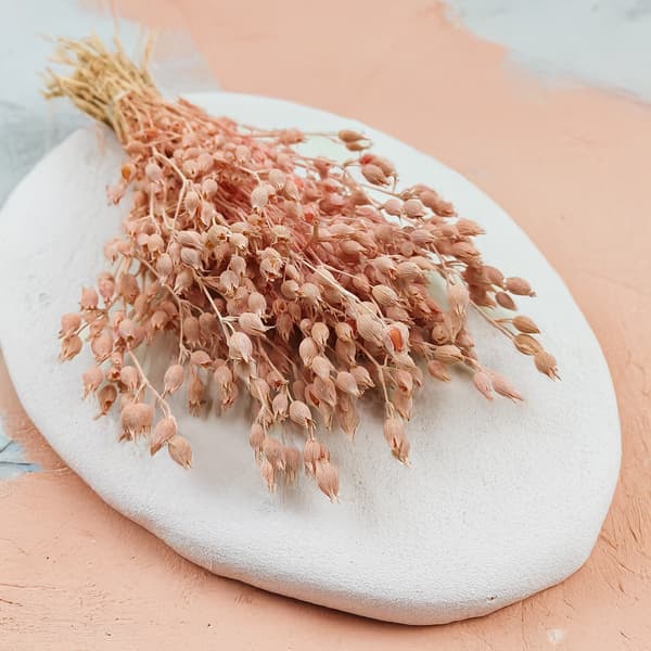 Silene - Rosa