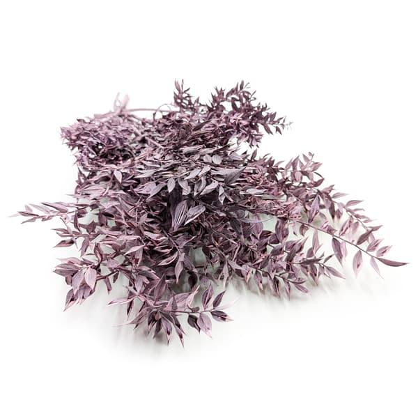 Stabiloitu Ruscus - (Ruscus) - Violetti matta