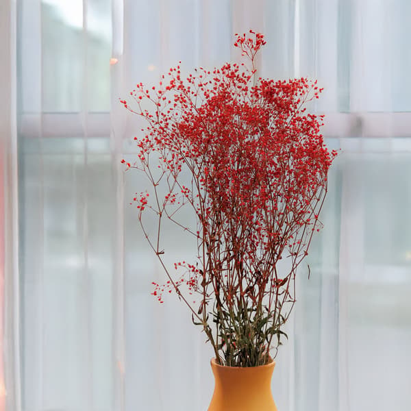 Stabiliserad Gypsophila - Pastellröd