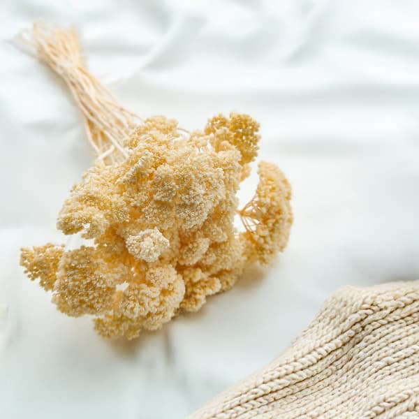 Torkad rölleka - (Achillea) - Blekt