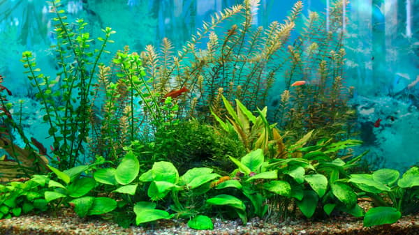 Akvarieovertræk 40x25 sort + LED-belysning B-N Dag Nat