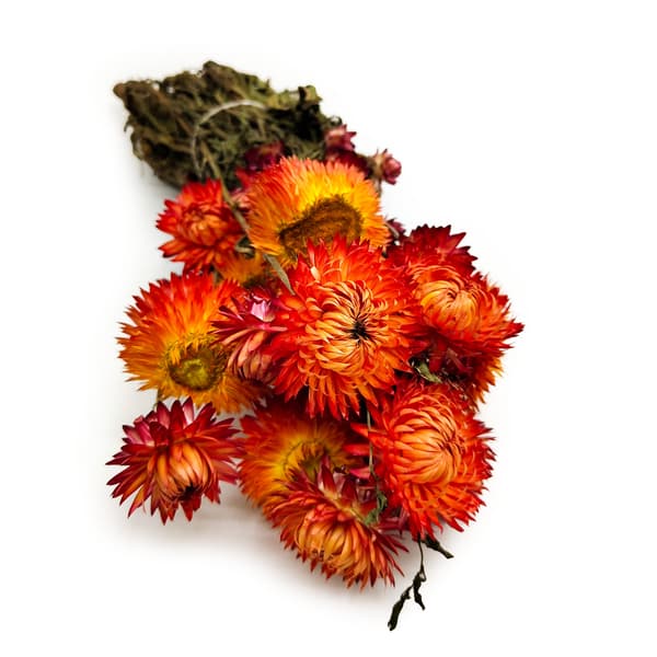 Tørret Helichrysum Granvia® - (Helichrysum Granvia®) - Orange