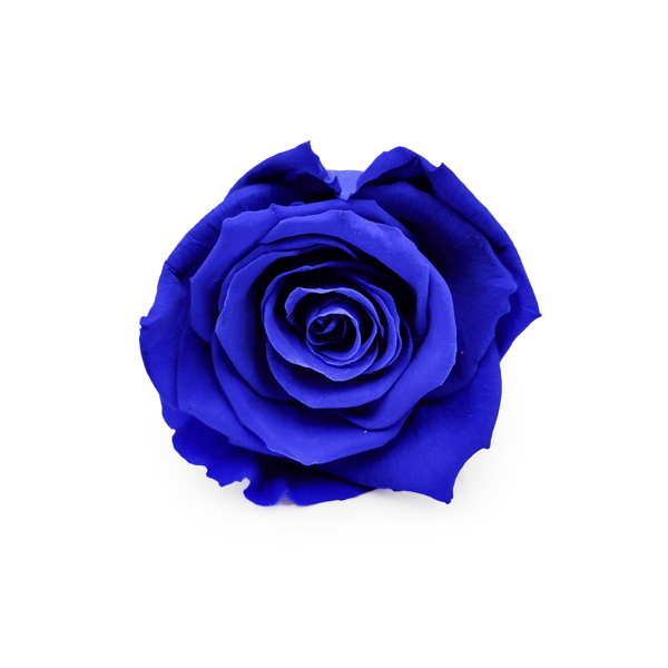 Stabiliseret Rose - Safirblå - XL - 3 stk.