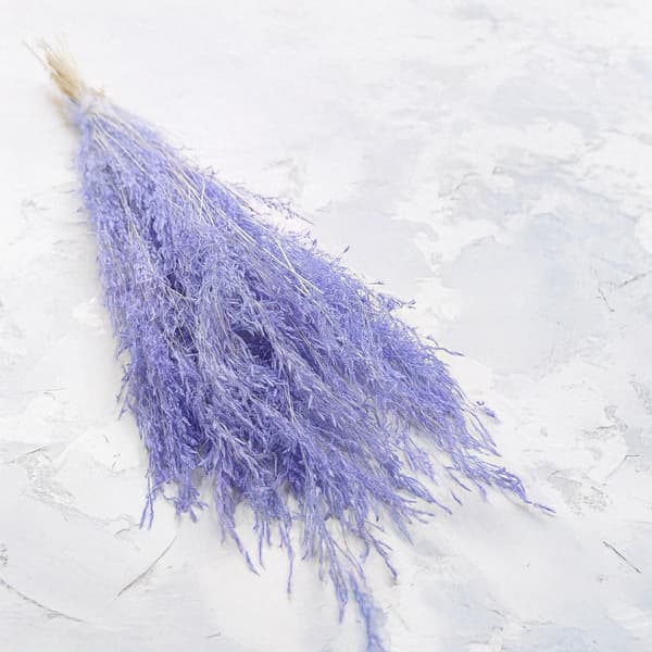 Torkad darrande växt - (Briza Segromigno) - Lavendel