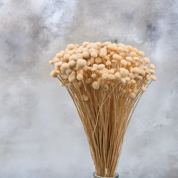 Botao Amarelino - (Amarelinho) - beige