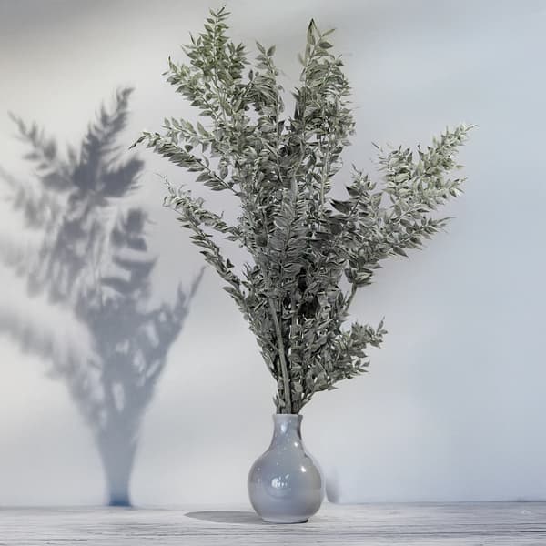 Stabiloitu Ruscus - (Ruscus) - Mattavihreä