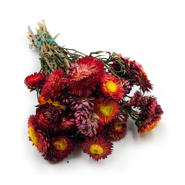 Tørret Helichrysum - (Helichrysum) - Rød skorpe