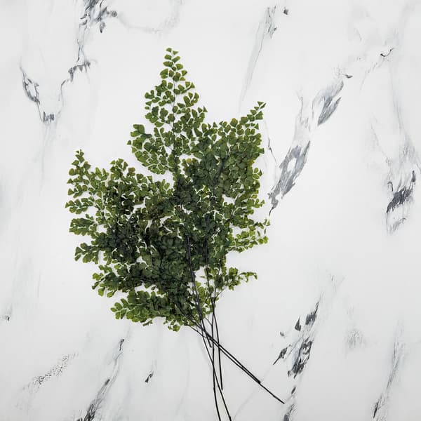 Stabiliseret bregne - Adiantum