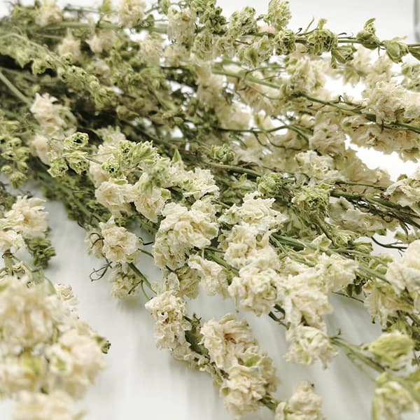 Tørret Delphinium - (Delphinium) - Hvid