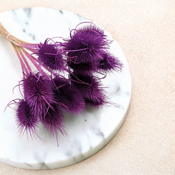 Torkad Tistel - (Teasel) - Lila