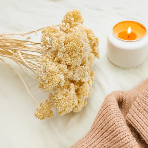 Tørret røllike - (Achillea) - Bleget
