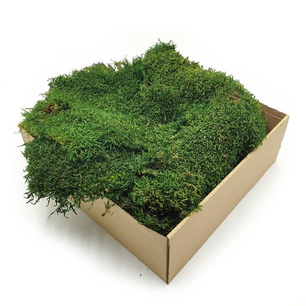 Flat Moss - Ruotsi - Tummanvihreä Luonnonvärinen 200g