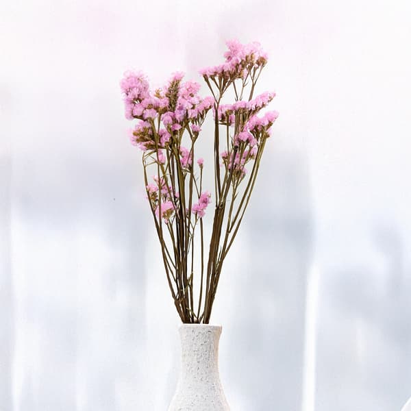Stabilized Limonium sinuatum - Vaaleanpunainen