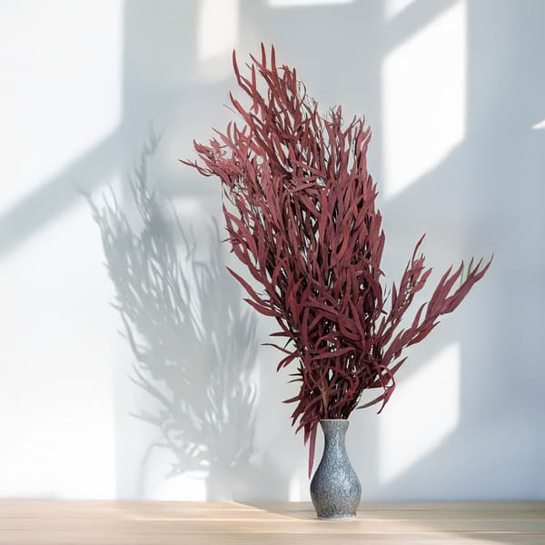 Stabiloitu eukalyptus - Nicoly - Punainen