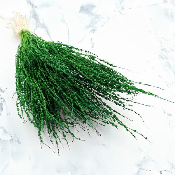Lepidium (Lepidium sativum) - Vihreä