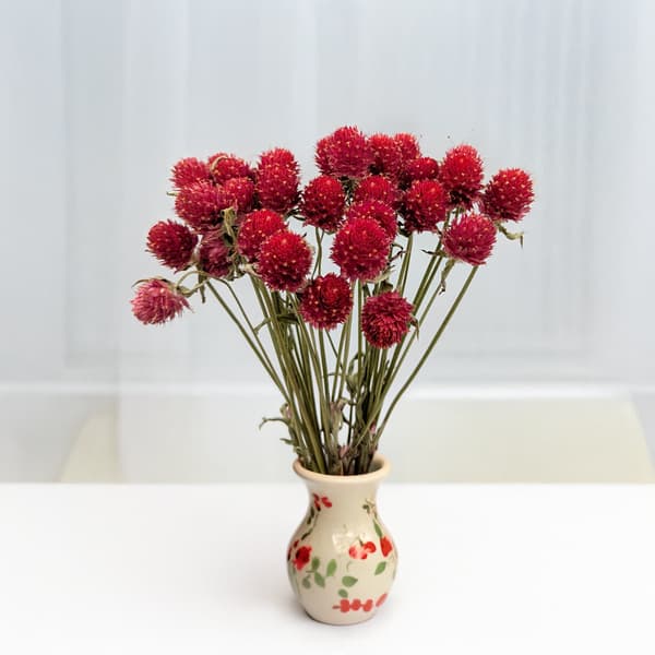 Torkad Gomphrena Globulus - Bukett - (Globular Everlasting) - Röd