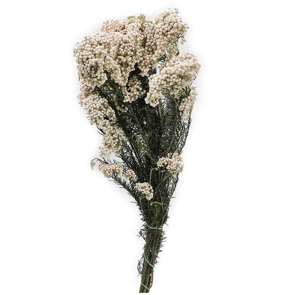 Ozothamnus Diosmi - Hvid