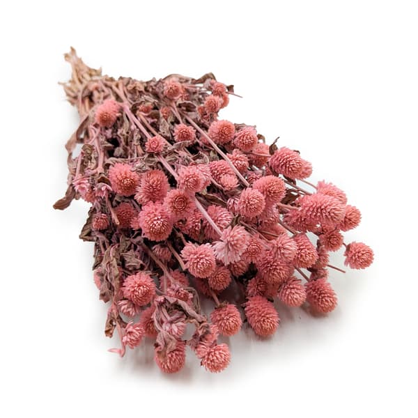 Tørret Gomphrena Globulus - (Globular Everlasting) - Lyserød