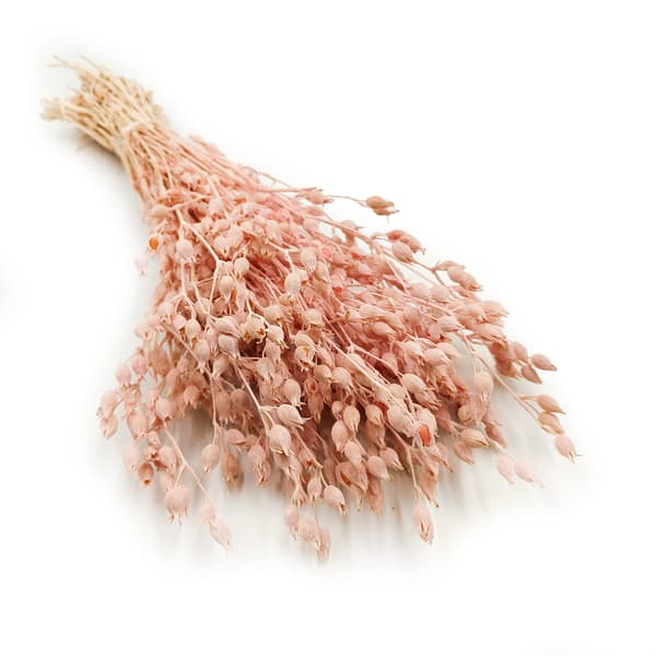 Silene - Lyserød