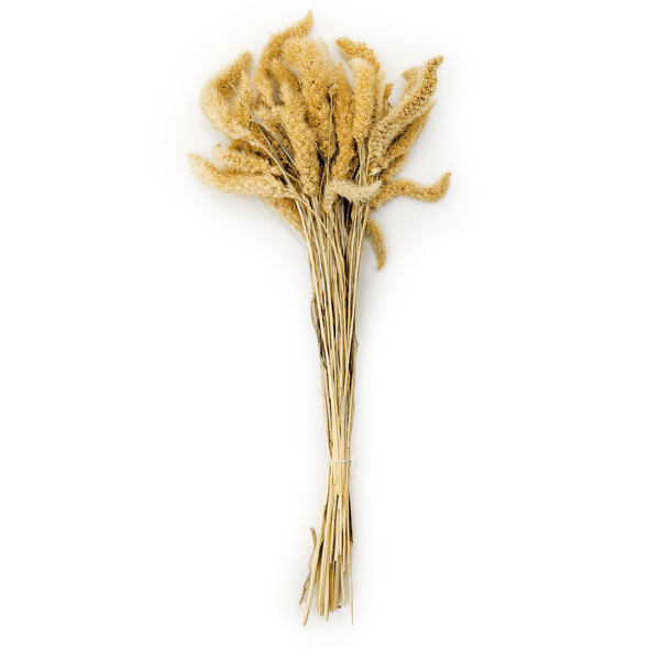 Setaria (Setarea) Bleget - buket