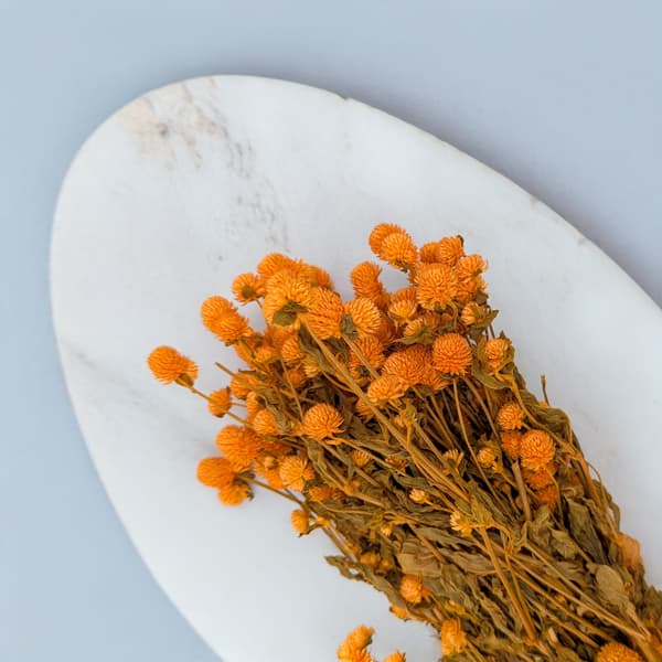 Torkad Gomphrena Globulus - (Globular Everlasting) - Apelsin