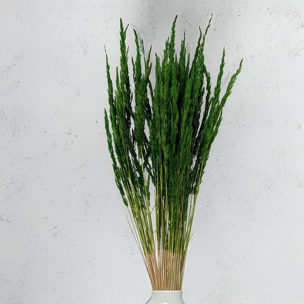 Sandrörsgräs (Calamagrostis epigejos) - Flaskgrön